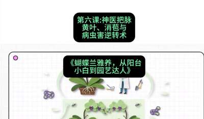 第六节：神医把脉：黄叶、消苞与病虫害逆转术，课程：《蝴蝶兰雅养六讲：从阳台小白到园艺达人》#识农AI
