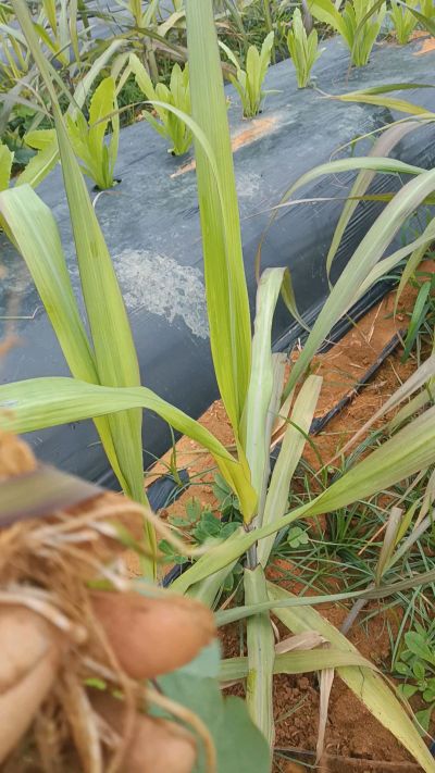黑甘蔗种植下去，三个月。第一次追肥，