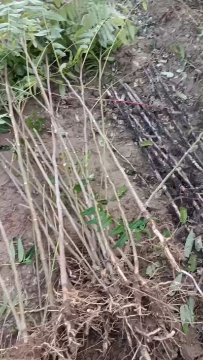 出售臭椿苗，巨峰葡萄苗。药用连翘苗，科研五号优质种苗，2/5年苗，药用连翘树，挂果树，全国包邮到家！财富密码18534302961