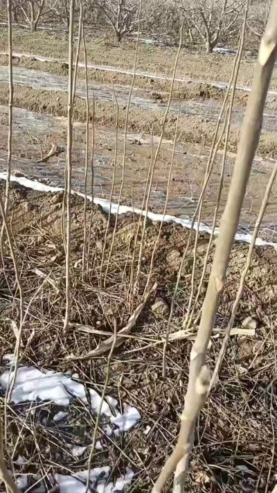 出售臭椿苗，巨峰葡萄苗。药用连翘苗，科研五号优质种苗，2/5年苗，药用连翘树，挂果树，全国包邮到家！财富密码18534302961