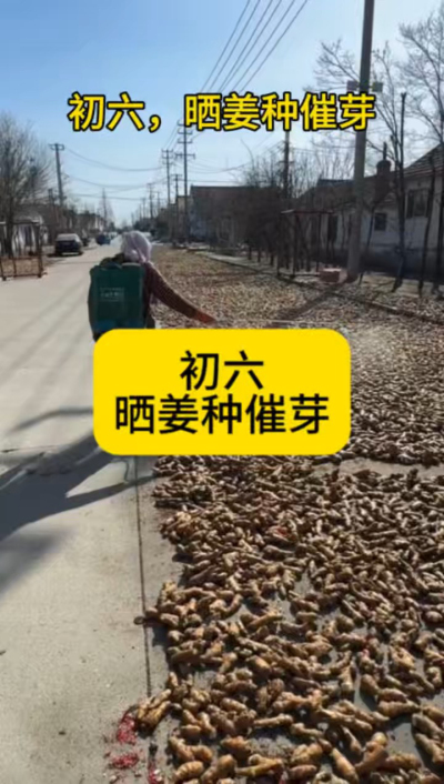 大年初六，晒姜种催芽