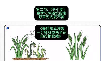 第二节：【冬小麦】春季化除避坑指南，野草死光麦不黄
