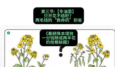 第三节：【冬油菜】只开花不结籽？两毛钱的&ldquo;救命药&rdquo;别省