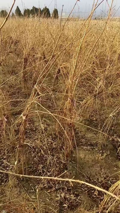 出售药用连翘苗，科研五号优质种苗，2/5年苗，药用连翘树，挂果树，全国包邮到家！财富密码18534302961出售药用连翘苗，科研五号优质种苗，2/5年苗，药用连翘树，挂果树，全国包邮到家！财富密码1