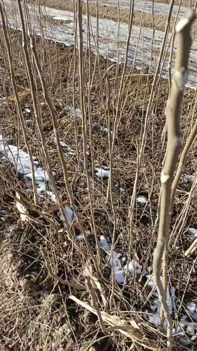 出售臭椿苗，巨峰葡萄苗。药用连翘苗，科研五号优质种苗，2/5年苗，药用连翘树，挂果树，全国包邮到家！财富密码18534302961