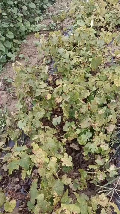 出售巨峰葡萄苗。药用连翘苗，科研五号优质种苗，2/5年苗，药用连翘树，挂果树，全国包邮到家！财富密码18534302961