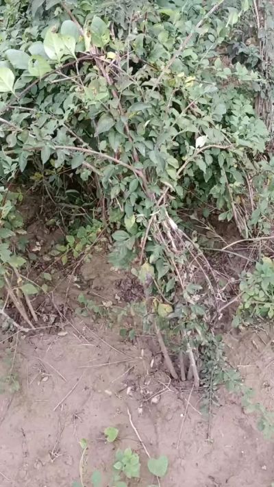 出售药用连翘苗，科研五号优质种苗，2/5年苗，药用连翘树，挂果树，全国包邮到家！财富密码18534302961