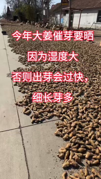 今年大姜催芽要晒种！