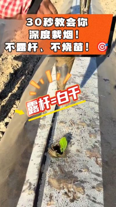 这个栽法太关键了！深栽是烤烟成活的根本，亲测有效！