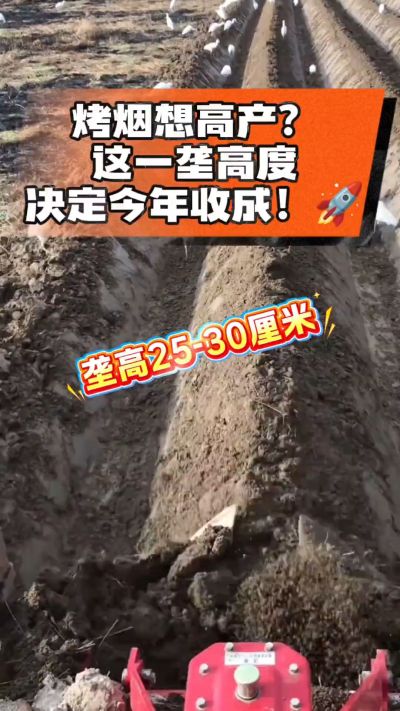 想让烤烟高产，就得从细节抓起。分享一点实打实的干货，只为帮大家少走弯路，种出好烟叶！🌱👍