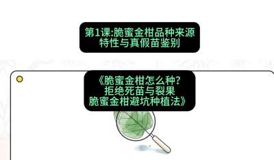 第1节：脆蜜金柑品种来源、特性与真假苗鉴别，课程：《脆蜜金柑怎么种？拒绝死苗与裂果，脆蜜金柑8步避坑种植法》#识农AI