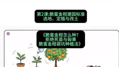第2节：脆蜜金柑建园标准：选地、定植与改土，课程：《脆蜜金柑怎么种？拒绝死苗与裂果，脆蜜金柑8步避坑种植法》#识农AI