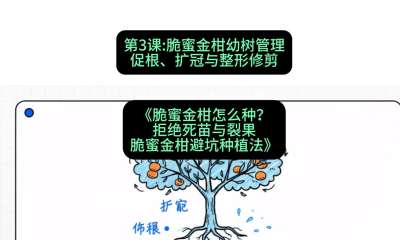 第3节：脆蜜金柑幼树管理：促根、扩冠与整形修剪，课程：《脆蜜金柑怎么种？拒绝死苗与裂果，脆蜜金柑8步避坑种植法》#识农AI