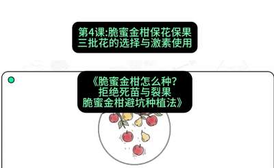 第4节：脆蜜金柑保花保果：三批花的选择与激素使用，课程：《脆蜜金柑怎么种？拒绝死苗与裂果，脆蜜金柑8步避坑种植法》#识农AI