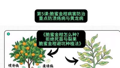 第5节：脆蜜金柑病害防治：重点防溃疡病与黄龙病，课程：《脆蜜金柑怎么种？拒绝死苗与裂果，脆蜜金柑8步避坑种植法》#识农AI