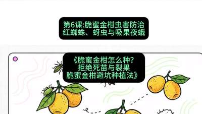 第6节：脆蜜金柑虫害防治：红蜘蛛、蚜虫与吸果夜蛾，课程：《脆蜜金柑怎么种？拒绝死苗与裂果，脆蜜金柑8步避坑种植法》#识农AI