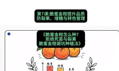 第7节：脆蜜金柑提升品质：防裂果、增糖与转色管理，课程：《脆蜜金柑怎么种？拒绝死苗与裂果，脆蜜金柑8步避坑种植法》#识农AI