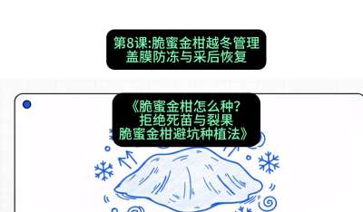 第8节：脆蜜金柑越冬管理：盖膜防冻与采后恢复，课程：《脆蜜金柑怎么种？拒绝死苗与裂果，脆蜜金柑8步避坑种植法》#识农AI