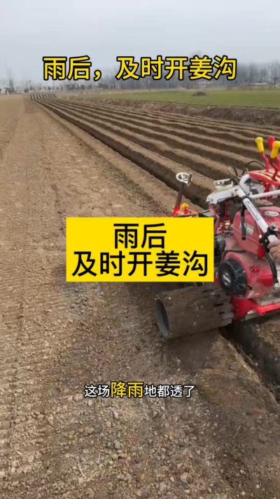 雨后，及时开姜沟！