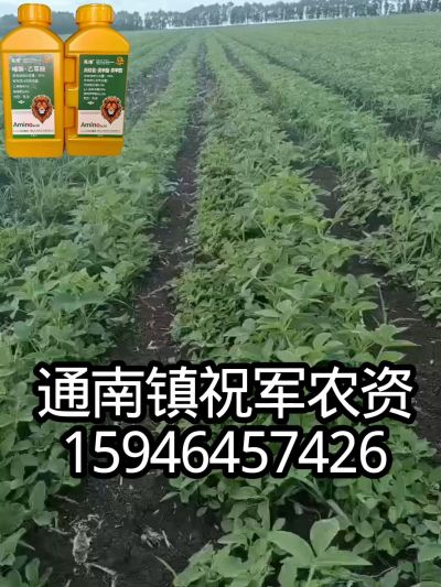 大豆苗前封闭，可封红根苋菜，灰菜，兰花菜，野豆子，捞豆秧等恶性杂草，封杀兼备的高端产品。