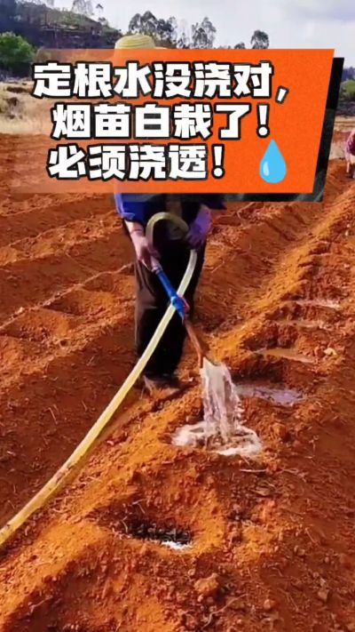 烤烟移栽定根水这么浇，烟苗稳活不僵苗！水里加点它，缓苗快、长势壮，种烟新手必看！