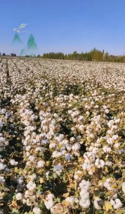 澳棉王霸棉，一定要种哦