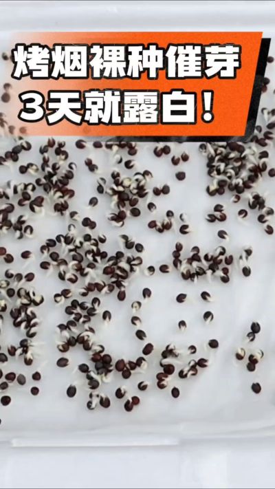 烤烟裸种催芽小技巧，清水浸泡、保温保湿，3天就能露白，出苗快又齐！烟农朋友收藏备用～