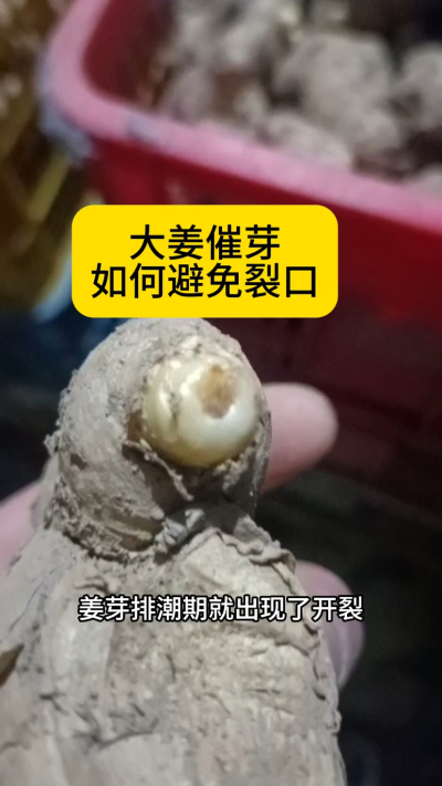 大姜催芽如何避免裂口？