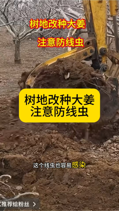 树地改种大姜，注意防线虫！