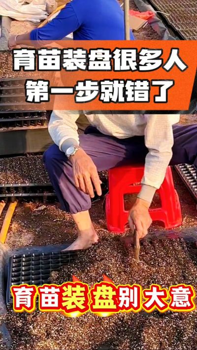 烤烟育苗基质装盘，一步做对，出苗整齐又壮苗！装盘技巧记牢，少走弯路，育苗更省心