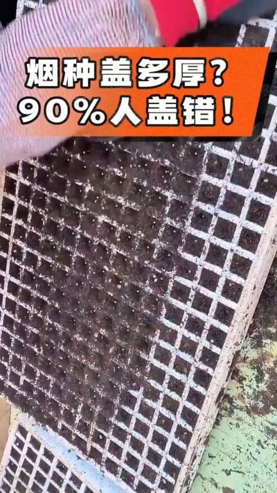 烟种盖多厚？90%烟农都盖错！薄盖才出苗齐、不闷种，烤烟育苗关键一步，照着做就对了