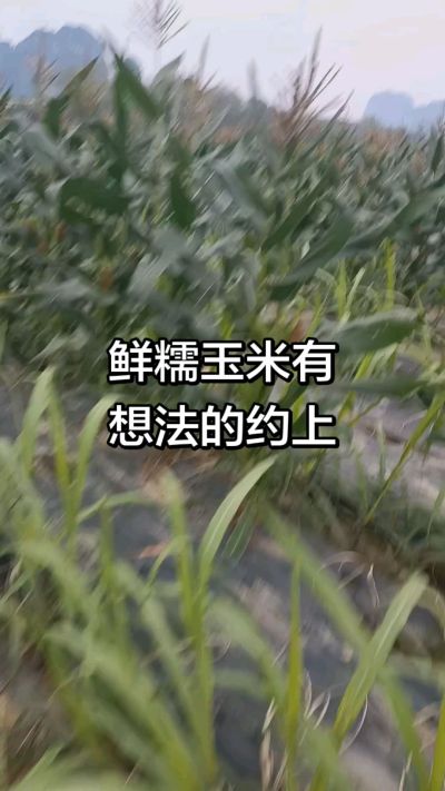 农户种植的白糯玉米大量上市，助农帮农在行动