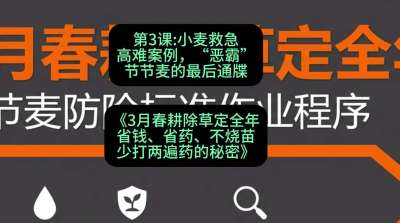 第3节：小麦救急高难案例，&ldquo;恶霸&rdquo;节节麦的最后通牒，课程：《3月春耕除草定全年：省钱、省药、不烧苗、少打两遍药的秘密》