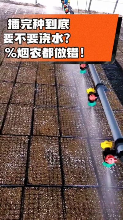 烤烟播完种一定要浇透底水，喷雾慢浇、别大水冲，盘底漏水才算到位，出苗又齐又壮！#烤烟育苗 #烤烟种植 #烟农干货 #育苗技术