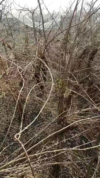 出售药用连翘苗，科研五号优质种苗，2/5年苗，药用连翘树，挂果树，全国包邮到家！财富密码18534302961