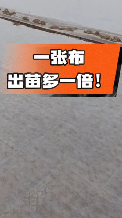 烤烟育苗盖无纺布，保温保湿出苗齐，不烂种、出苗快，烟农必备小技巧！