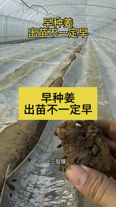 早种姜，出苗不一定早！