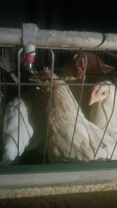 这鸡群在怪叫，怪叫的原因是痰化黏着，形成的比呼噜更重的一种呼吸道。其病因为肺中有热，热灼而痰黏，从而引起的怪叫。