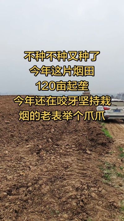 不种不种又种啦，还在咬牙坚持栽烟的老表集合啦！