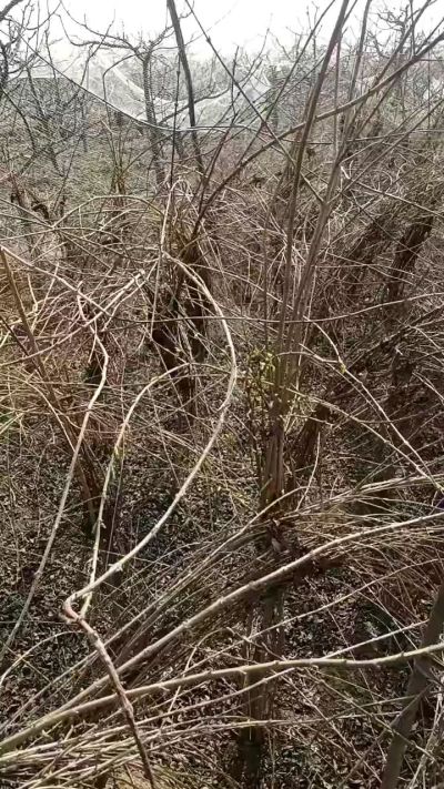 药用连翘苗，科研种苗定制树。挂果树。需要联系18534302961