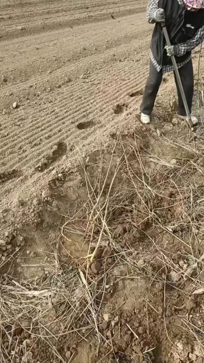 臭椿苗，一年籽播苗，地径0.5/1公分以上。需要联系18534302961