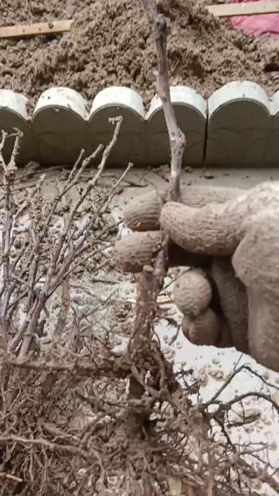 巨峰葡萄苗，一年扦插苗，需要联系我18534302961