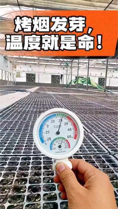 老烟农都懂：发芽温度不对，后期再管都白费！