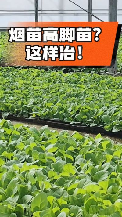 烤烟齐苗期管理关键：精准控温，防高脚苗，培育壮苗好上手！