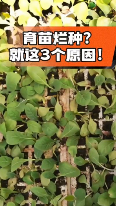 烤烟育苗烂种？3个原因讲清楚！消毒、控水、控温，做到就苗齐苗壮🔥
#烤烟育苗 #烤烟种植 #烂种防治 #烟农