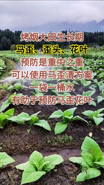 烤烟大田生长期，马歪歪头花叶预防是重中之重，可以使用马歪清方案，一袋一桶水，有助于预防马歪花叶。
烤烟管理早做一步，后期少操心！#烤烟种植#烤烟管理#烤烟大田管理#烤烟病害防治